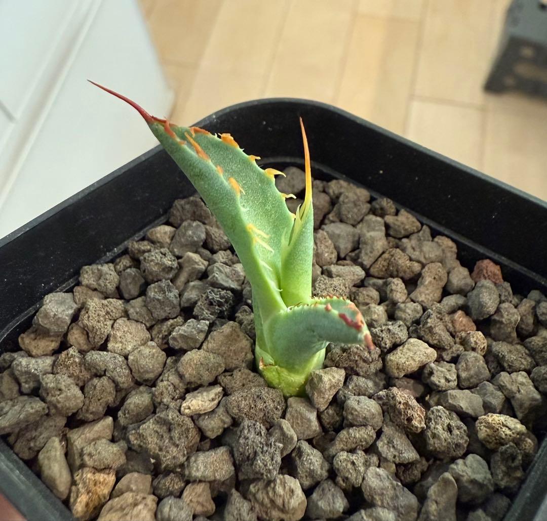 や*郎様 アガベ チタノタ BB × ユタエンシス hyb 子株【強ウネリ・青葉