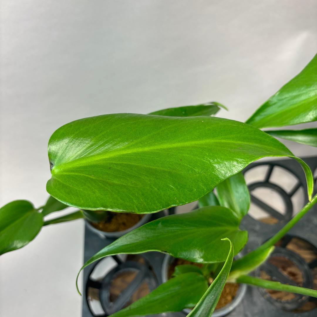 S*T様 5株セットms37モンステラ バールマルクスフレーム