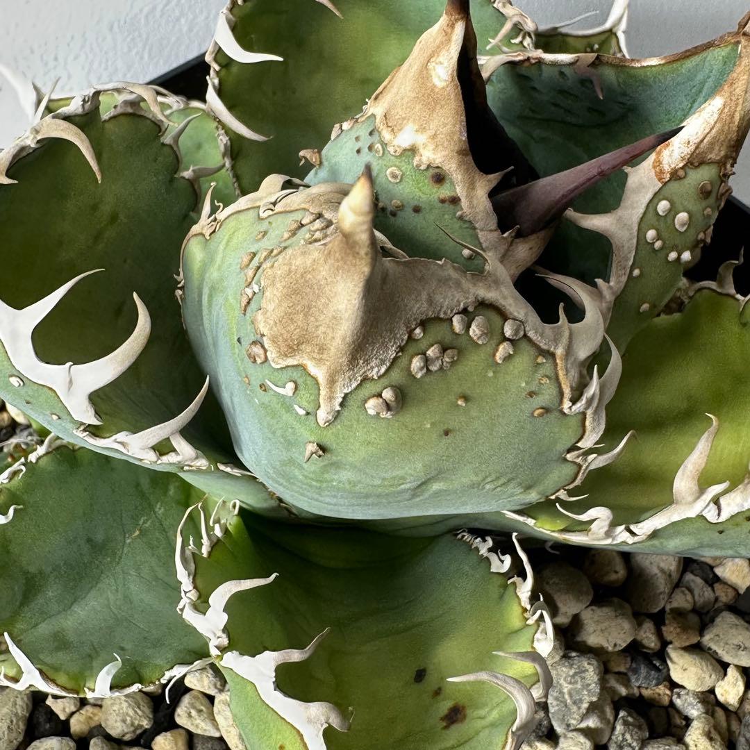 チタノタ 台湾産 スタッズ特選株 セット ※バラ売り可能 検）冰雹、麻花龍