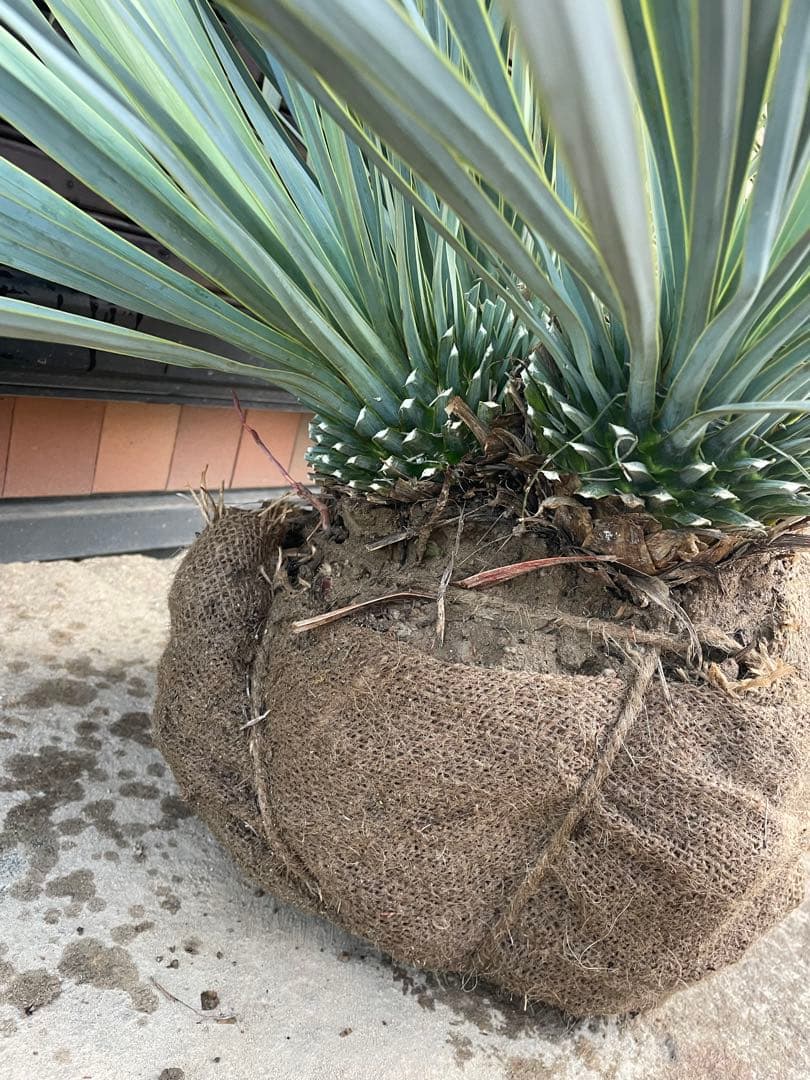 早いもの勝ち　ユッカ　ロストラータ　1