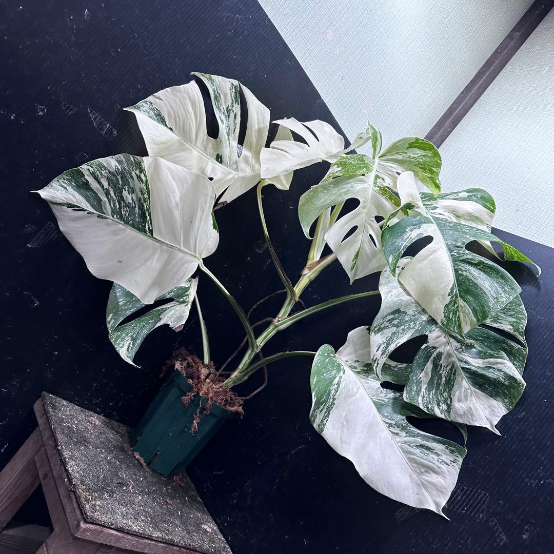 S*n様 斑入りモンステラ ホワイトタイガー極美大株74cm白斑多