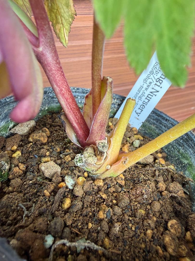 【未株分】大木ナーセリー クリスマスローズ プルプラ系オーレア交配