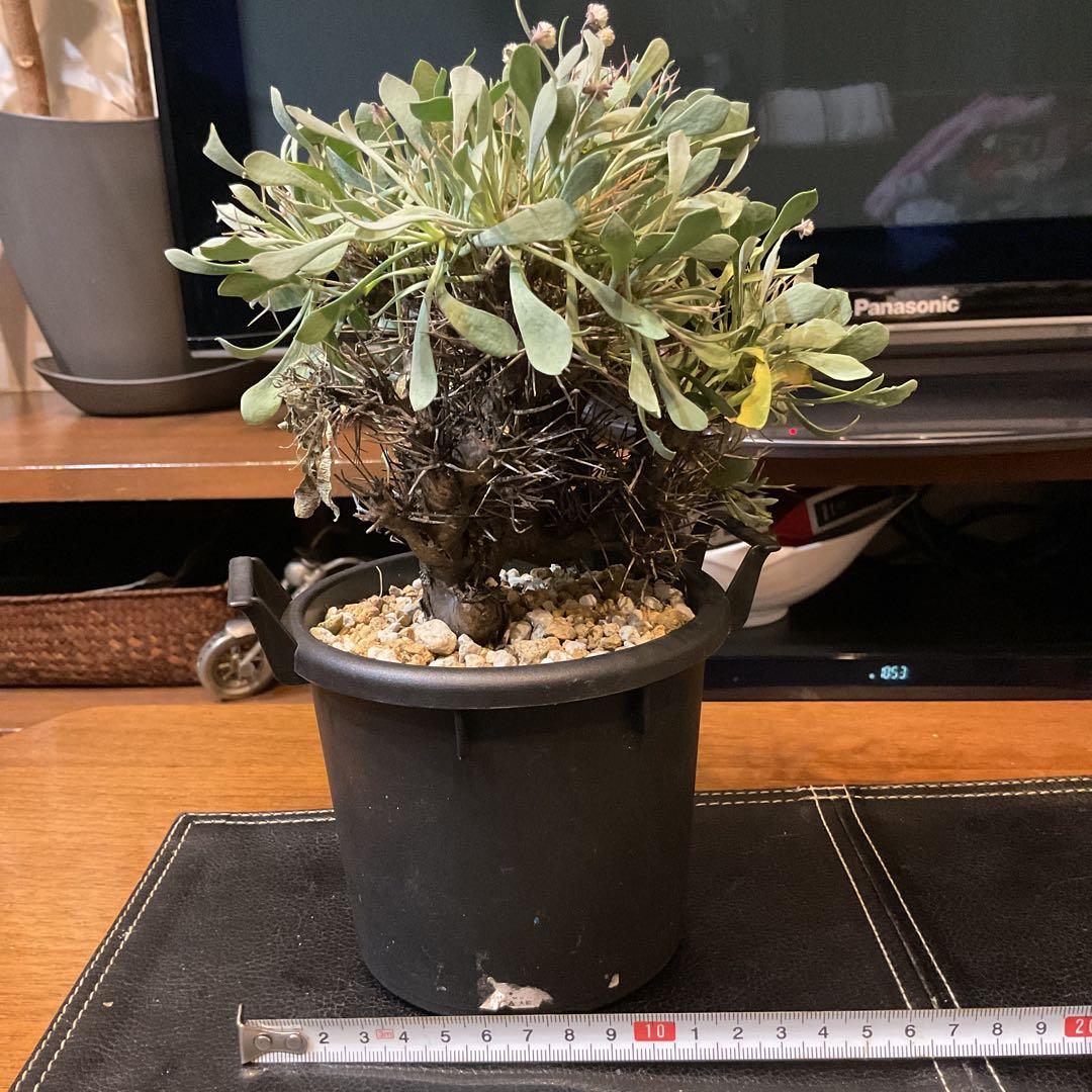 【良型】コレクション株　オトンナユーフォルビオイデス　現地球　冬型　発根済