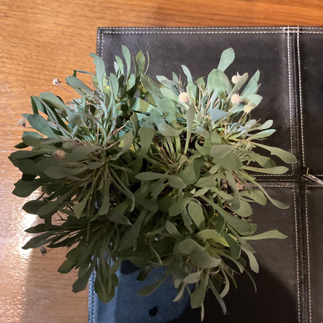 【良型】コレクション株　オトンナユーフォルビオイデス　現地球　冬型　発根済