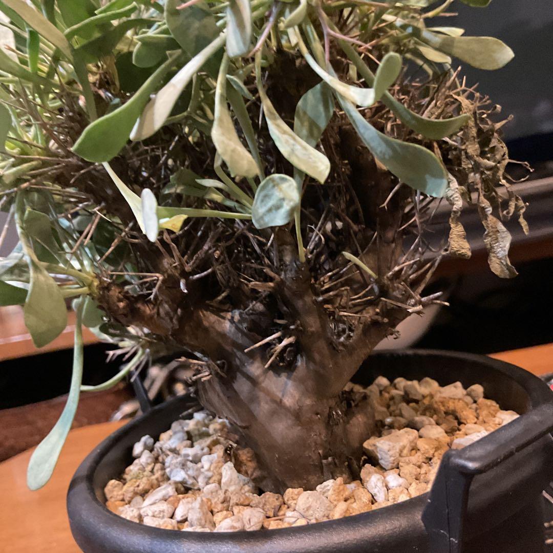 【良型】コレクション株　オトンナユーフォルビオイデス　現地球　冬型　発根済