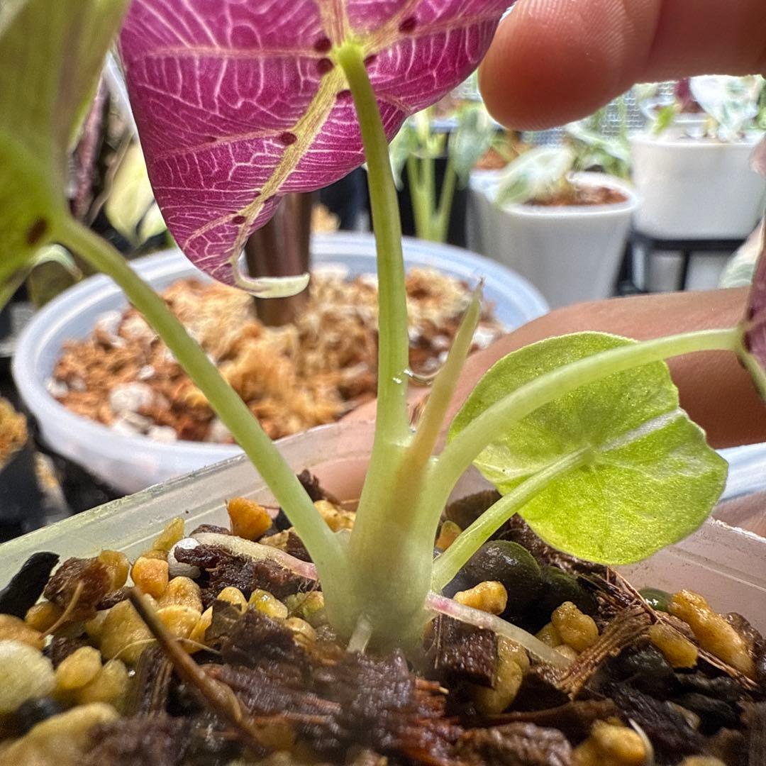 c*e様 極上 アロカシア ワトソニアナ ピンク