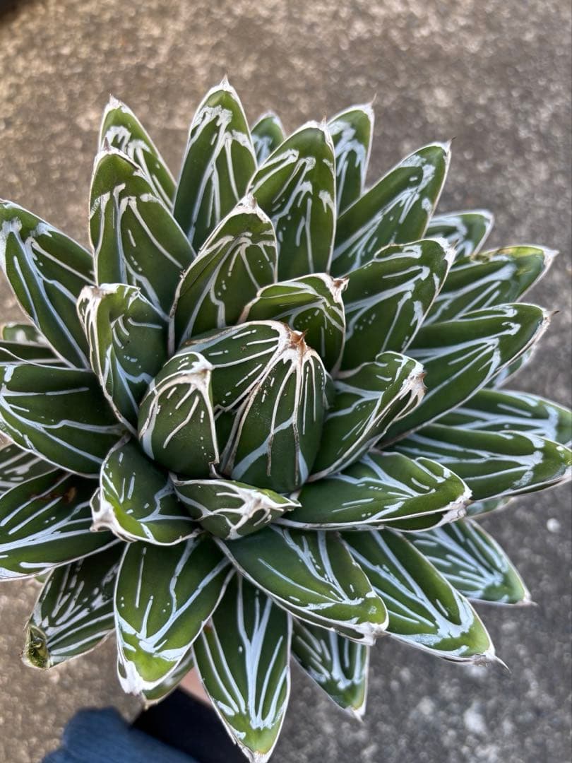 アガベ　笹の雪　極上株　子株3株セット