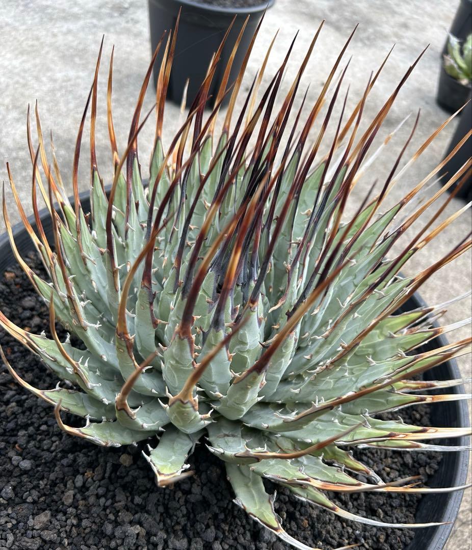 TM Gardenアガベutahensis eborispina lo..