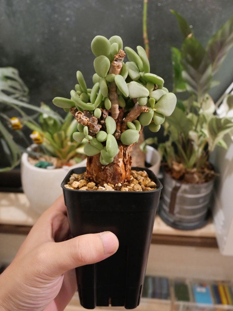 ケラリアピグマエア　現地株　発根済み