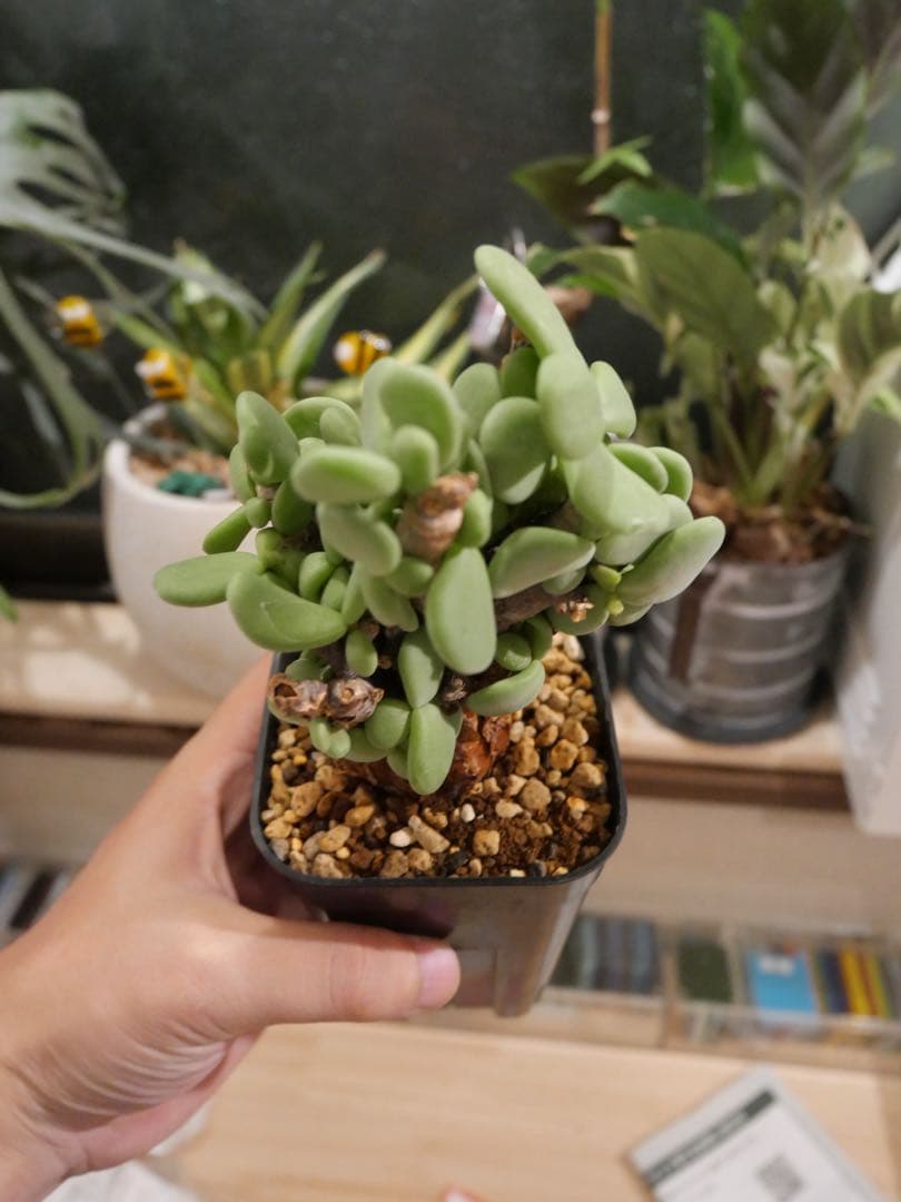 ケラリアピグマエア　現地株　発根済み