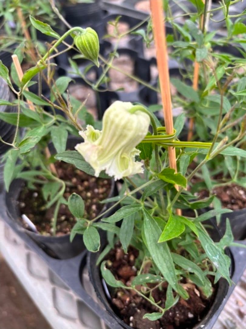 ☆クレマチス☆咲良の妖精☆3号鉢☆希少☆入手困難☆1月8日以降発送