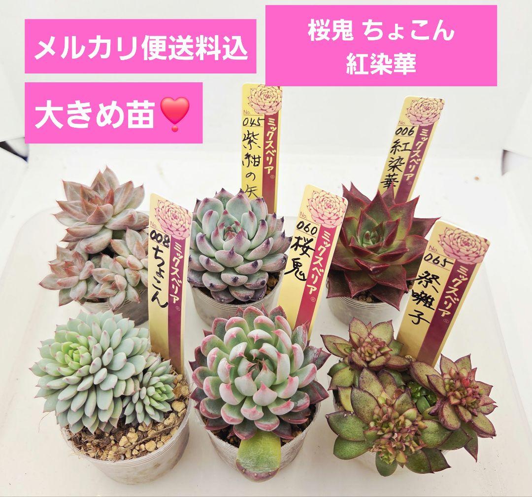 あ*か様 ㊶大きめ苗! 桜鬼❣️ちょこん❣️祭囃子❣️おらいさん発根済 6苗メル