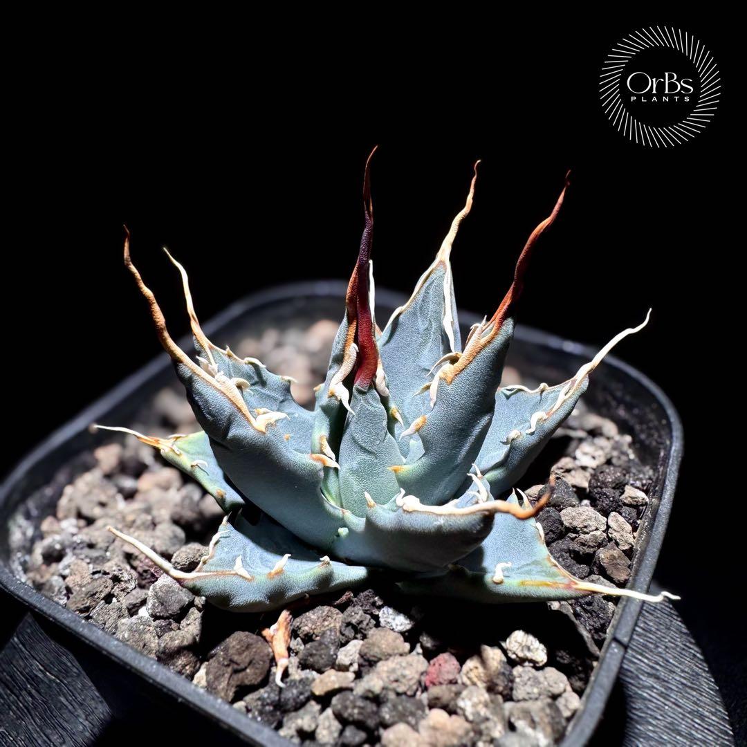 【実生】アガベ ユタエンシス エボリスピナ コークスクリュー 美形 微陽炎株