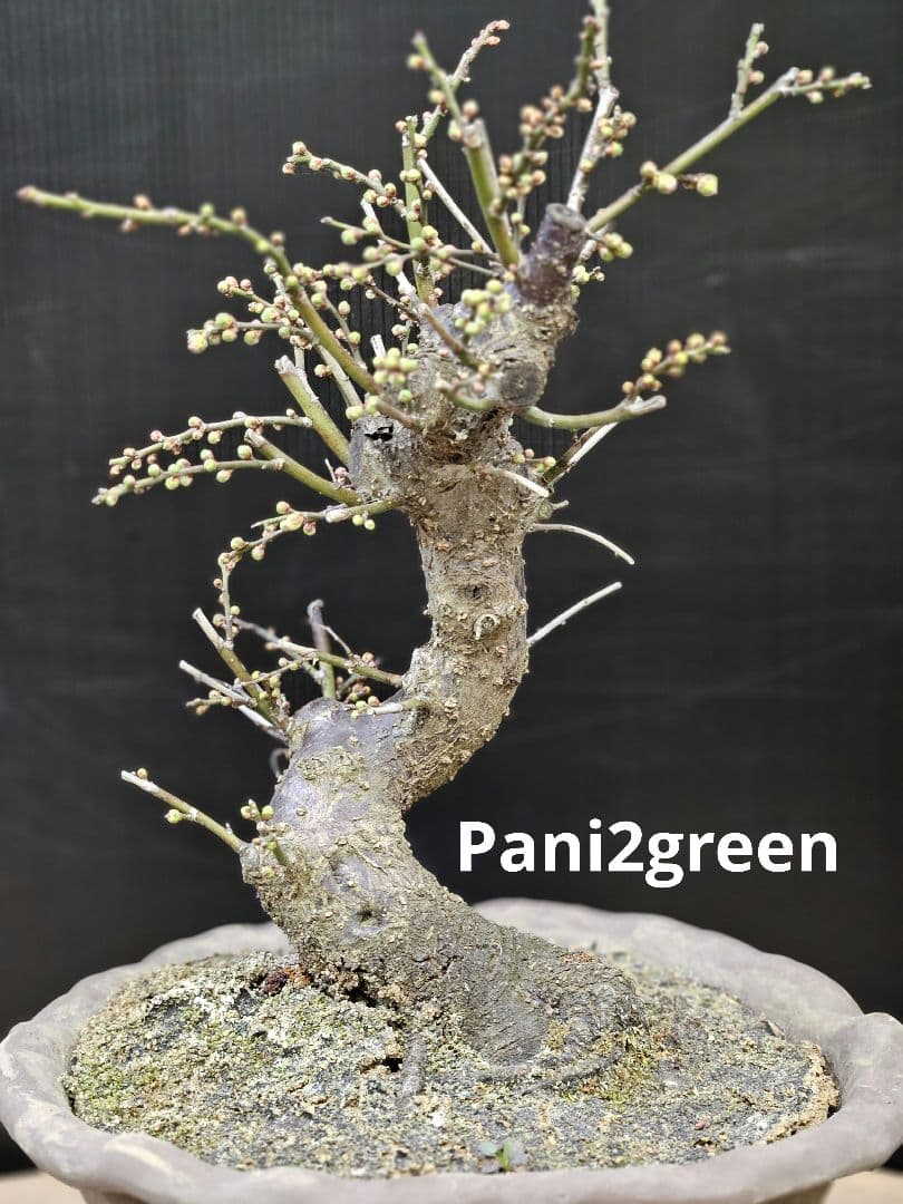 盆栽 今が旬 花梅 梅 【思いのままに】9号鉢 極上品 幹太 ほぼ蕾 写真現物