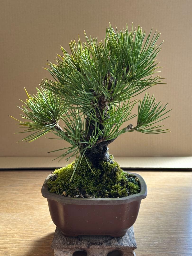 盆栽 小品盆栽 錦松(夢錦)-4