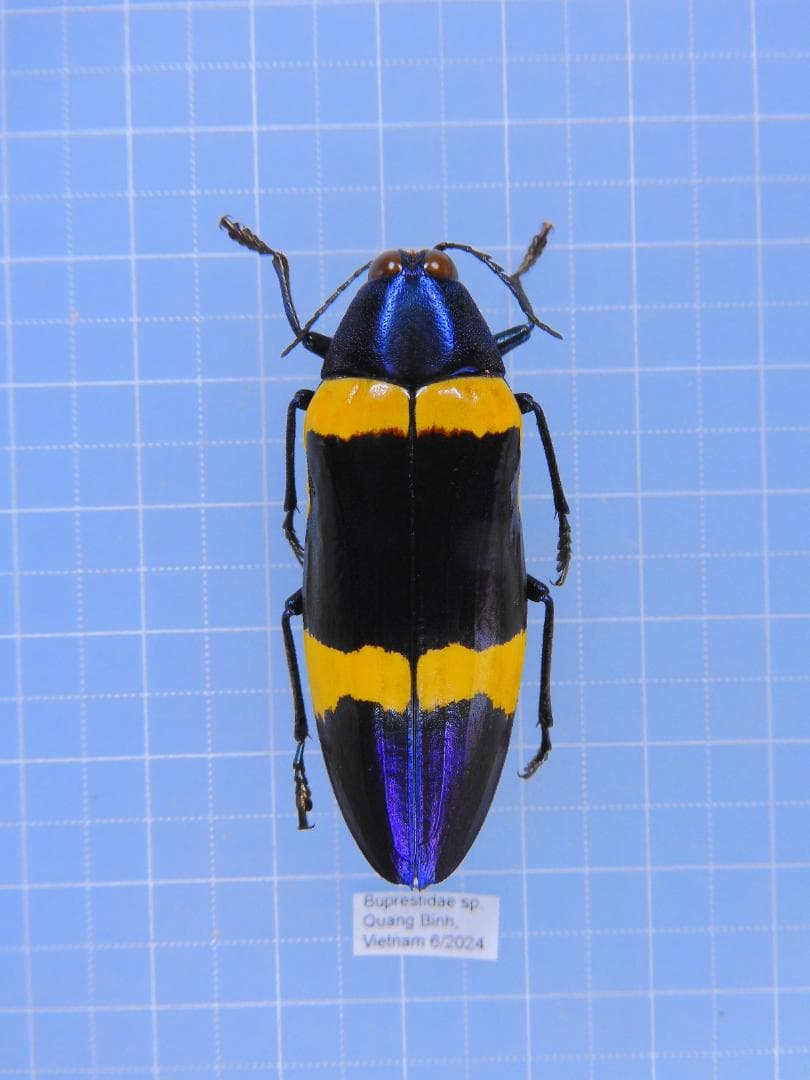 ベトナム産　美麗タマムシ　45mm