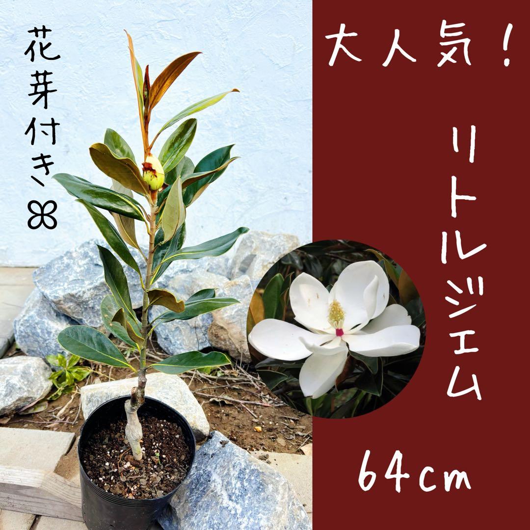 花芽付き♡リトルジェム64cm(鉢底から)