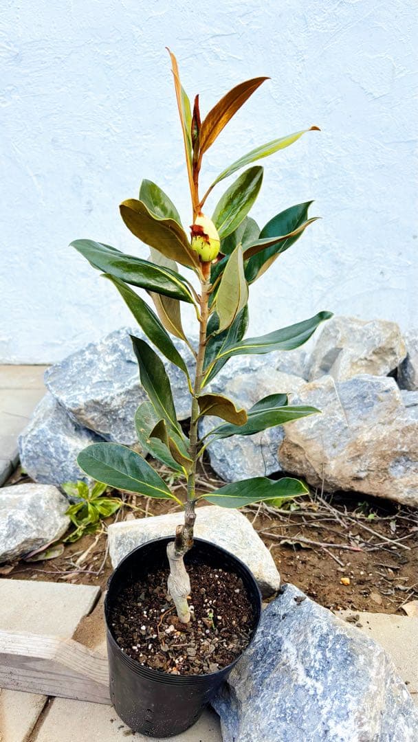 花芽付き♡リトルジェム64cm(鉢底から)