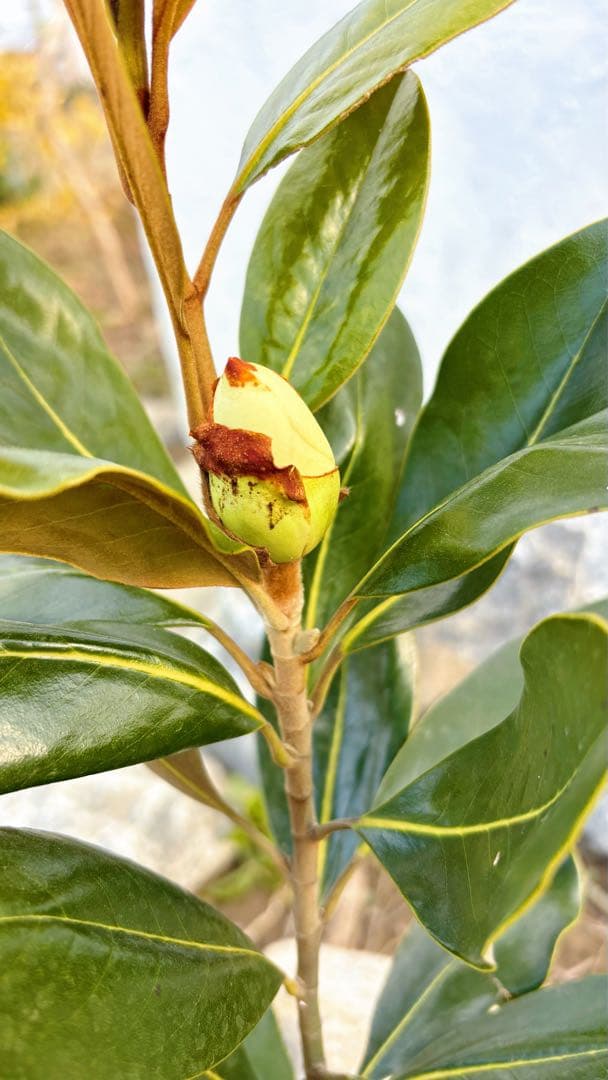 花芽付き♡リトルジェム64cm(鉢底から)