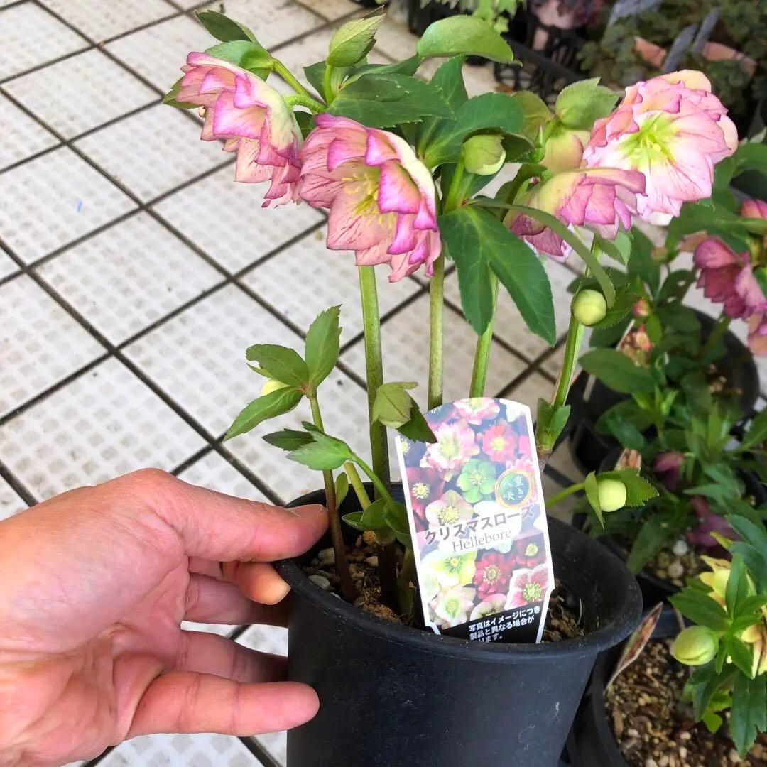 新春大特価 クリスマスローズ 八重 8種セット 豊園芸 花付き現品発送レア品種