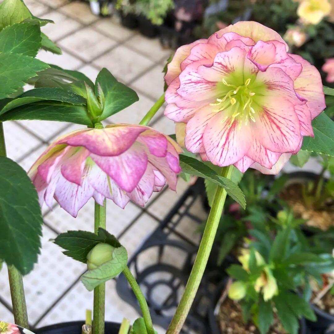 新春大特価 クリスマスローズ 八重 8種セット 豊園芸 花付き現品発送レア品種