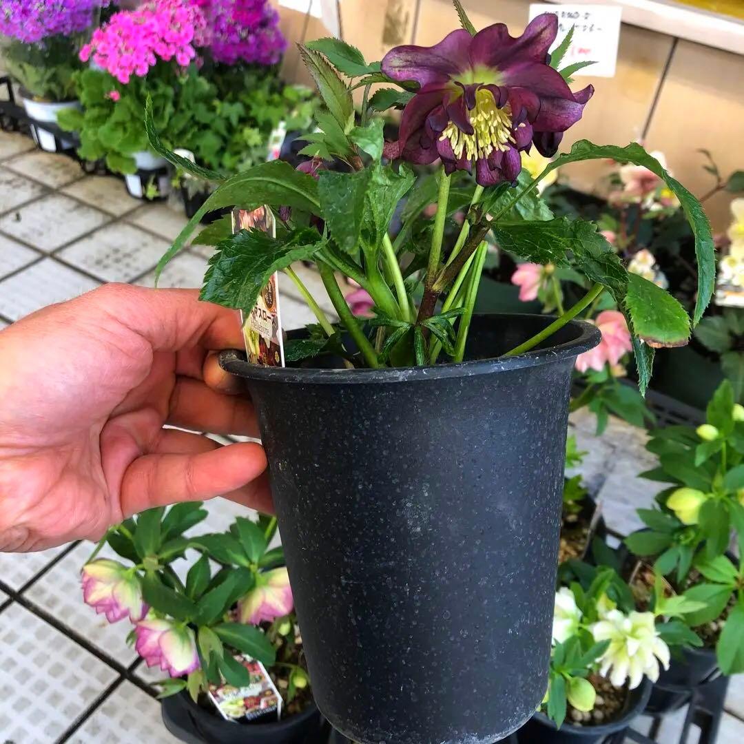 新春大特価 クリスマスローズ 八重 8種セット 豊園芸 花付き現品発送レア品種