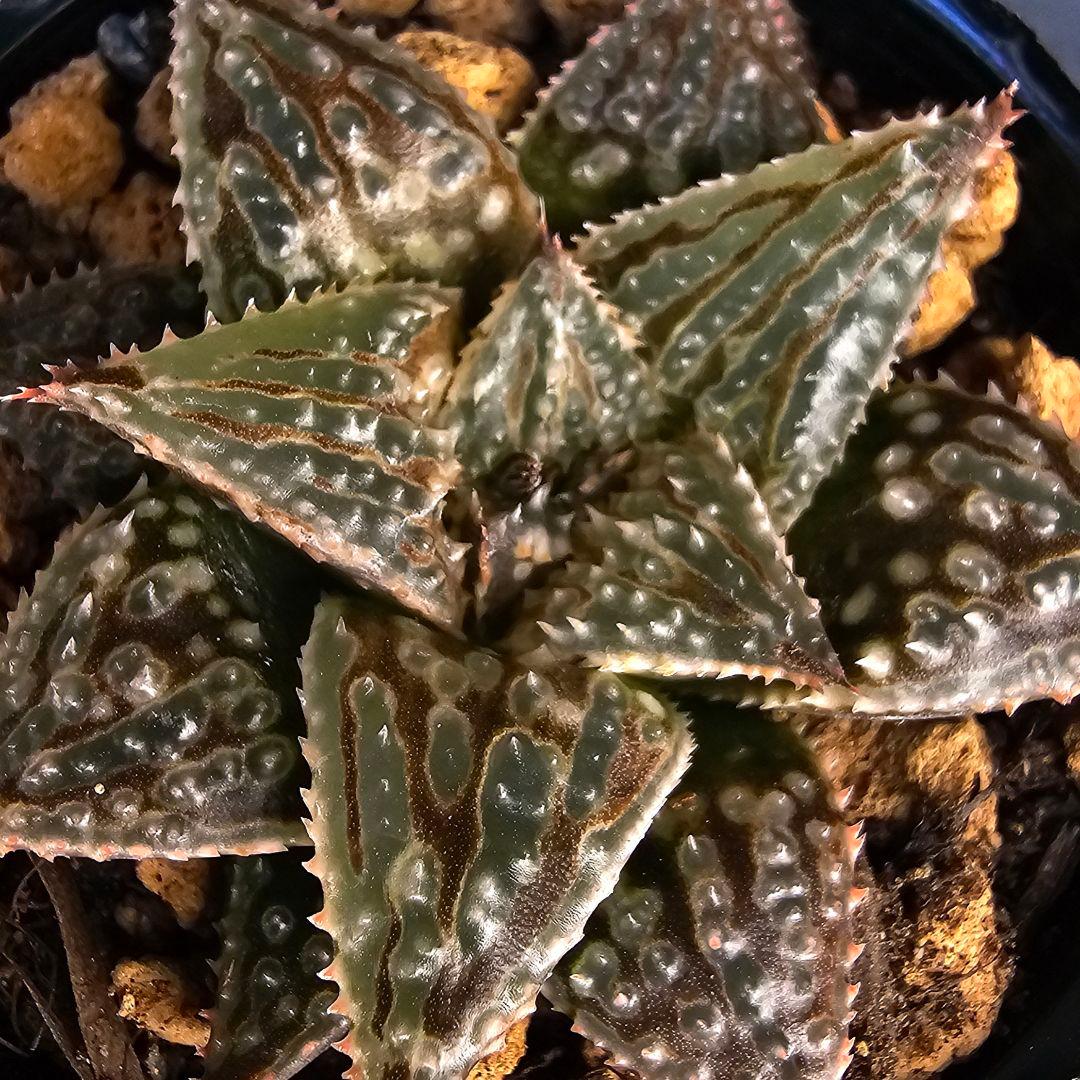 多肉植物 ハオルチア LALK×闇の森兄弟