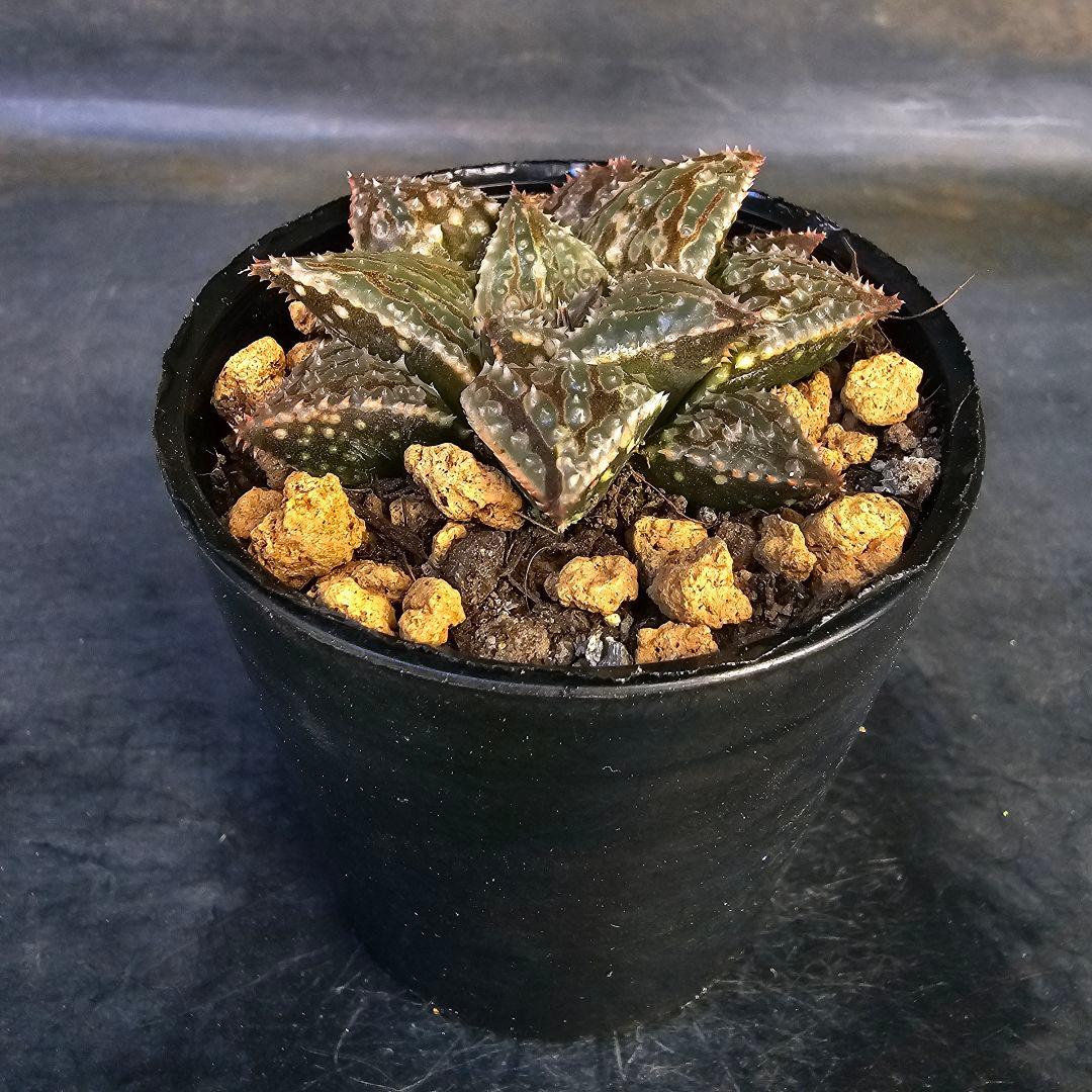 多肉植物 ハオルチア LALK×闇の森兄弟