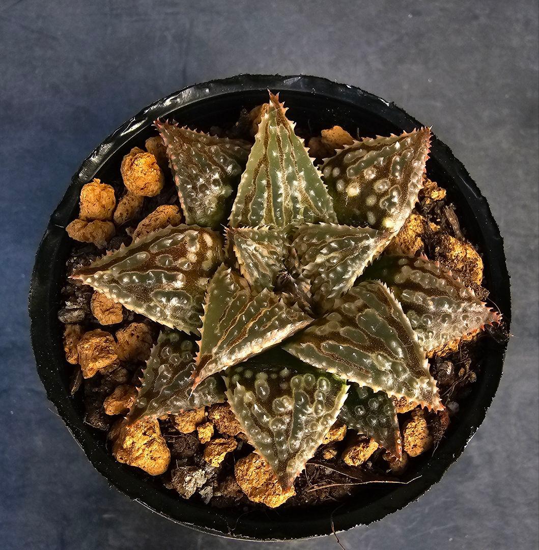 多肉植物 ハオルチア LALK×闇の森兄弟