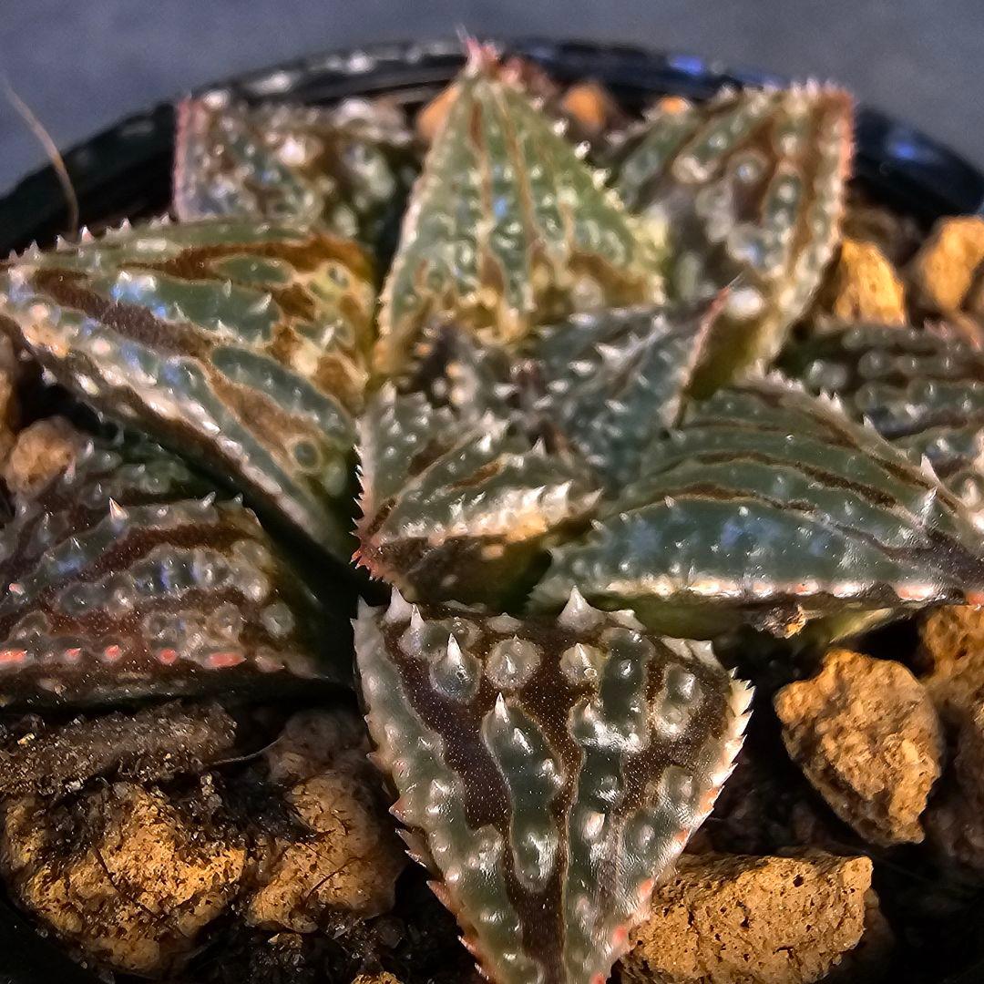 多肉植物 ハオルチア LALK×闇の森兄弟