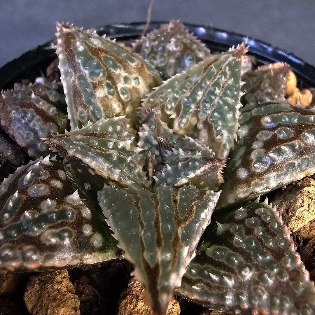 多肉植物 ハオルチア LALK×闇の森兄弟