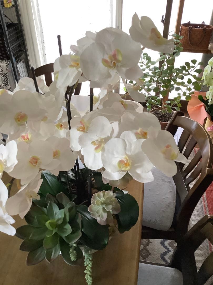 エミリオロバ　胡蝶蘭と多肉　専用です