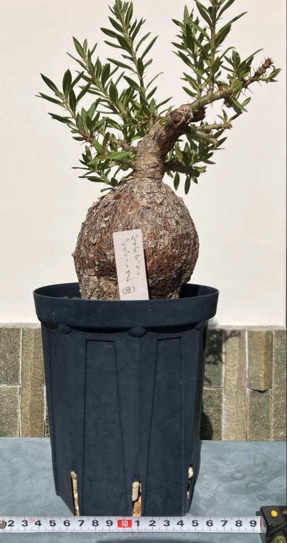 パキポディウム ・ビスピノーサム　現地球　鉢付　検グラキリス　パキプス　ホリダス