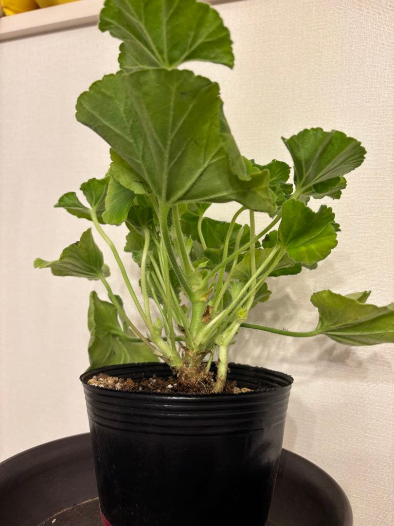 Ronリンク　SA001とXX01