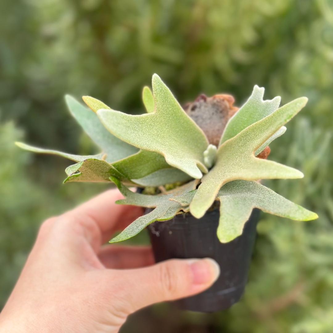 chococoffee 2点セット