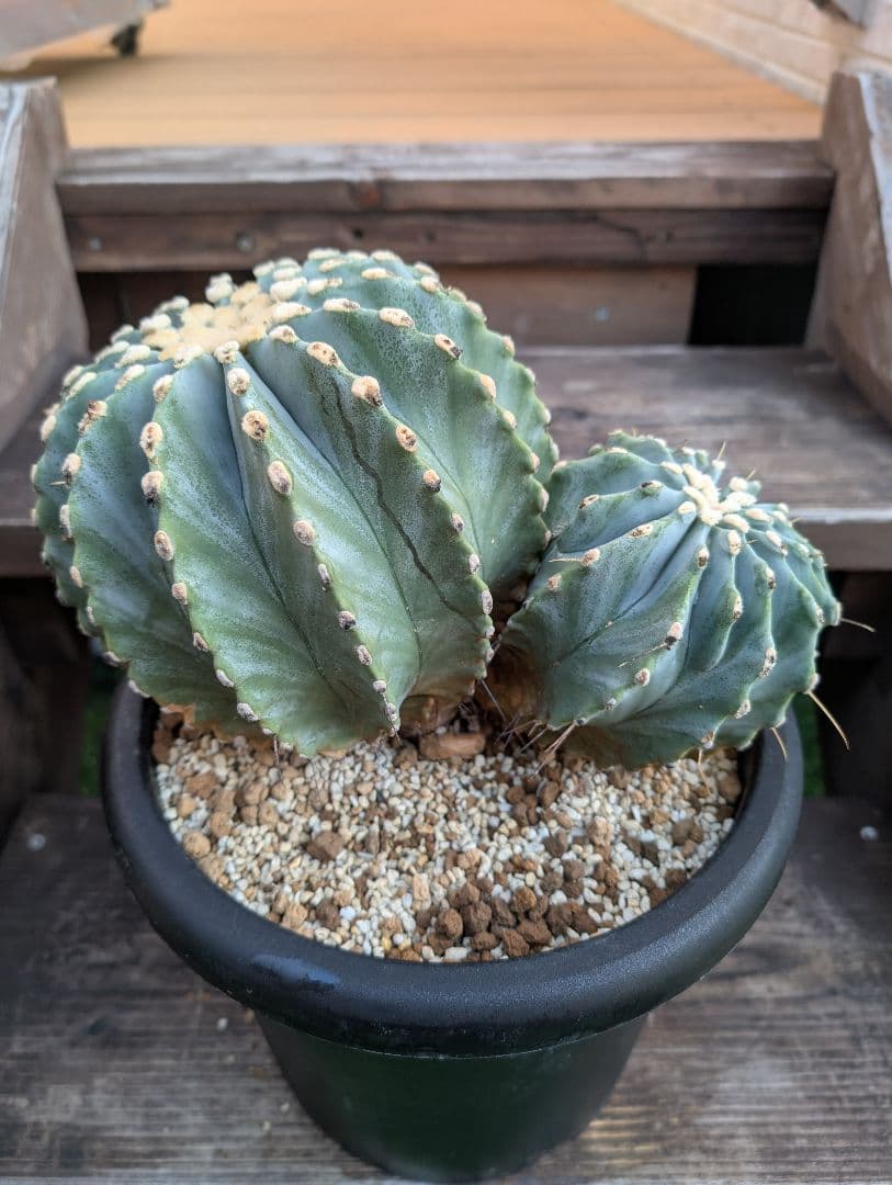 【Omc Labo】極上2　フェロカクタス刺無王冠竜　希少 サボテン　古木