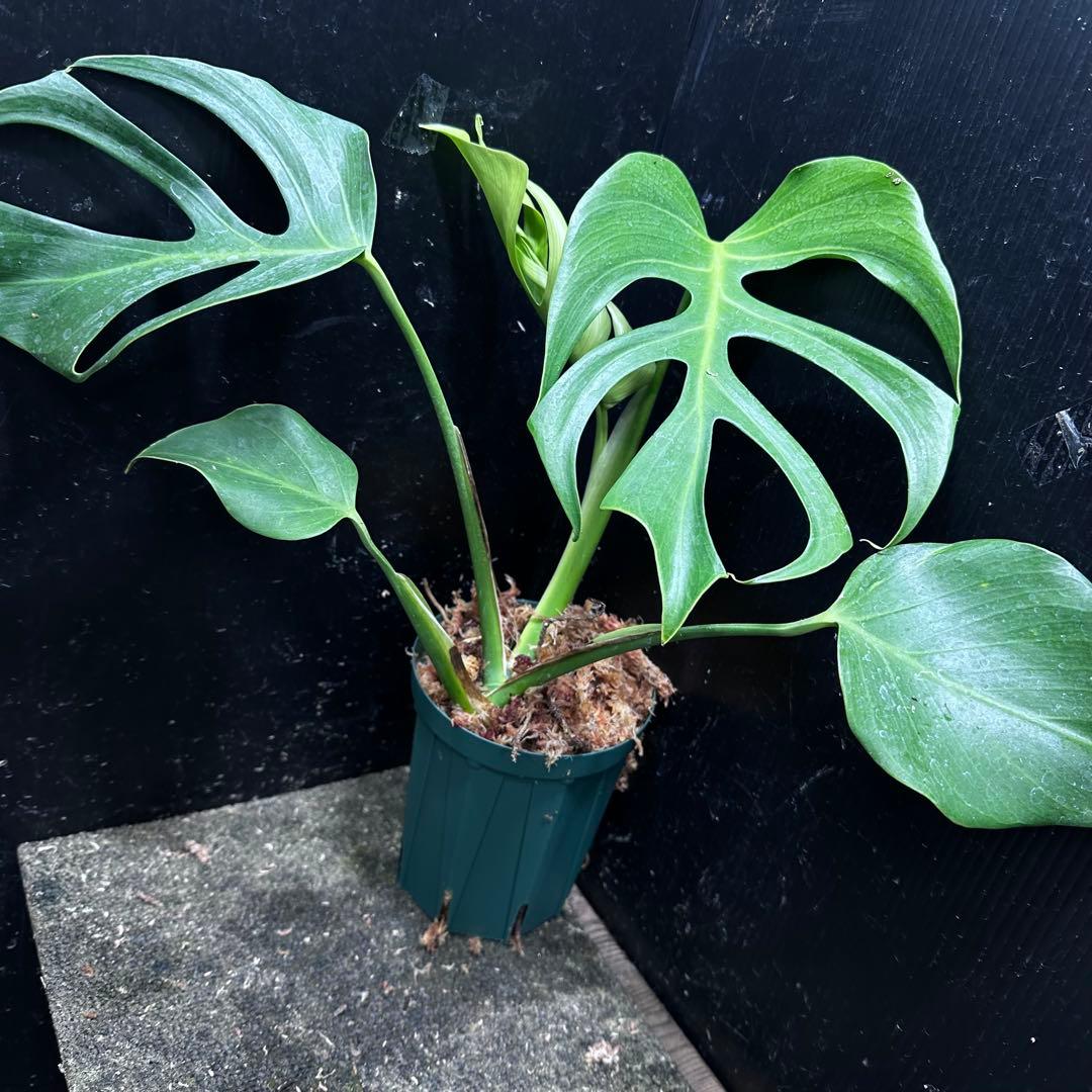 k*o様 モンステラデリシオーサシエラナオアハカ増殖株大株美葉個体レア