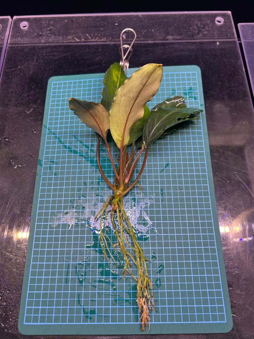 【TB便】Bucephalandra sp.Pearl gray水上育成株