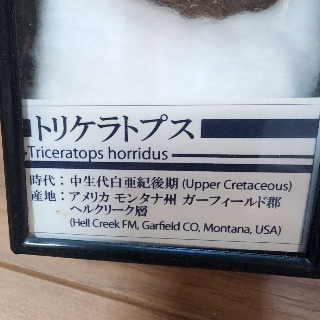 本物　トリケラトプス　角化石　ラベルケース付き