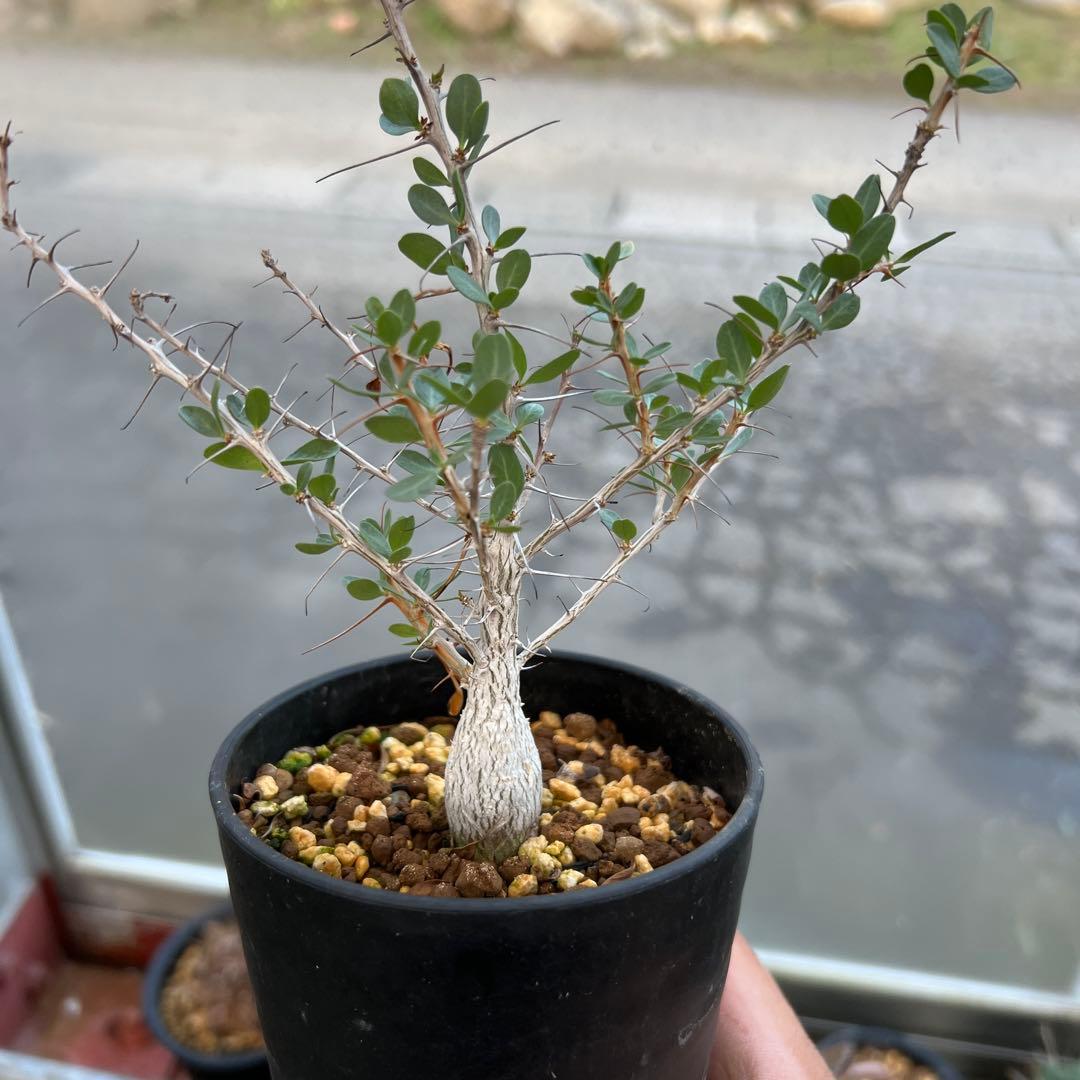 フォークイエリア　コルムナリス（実生）