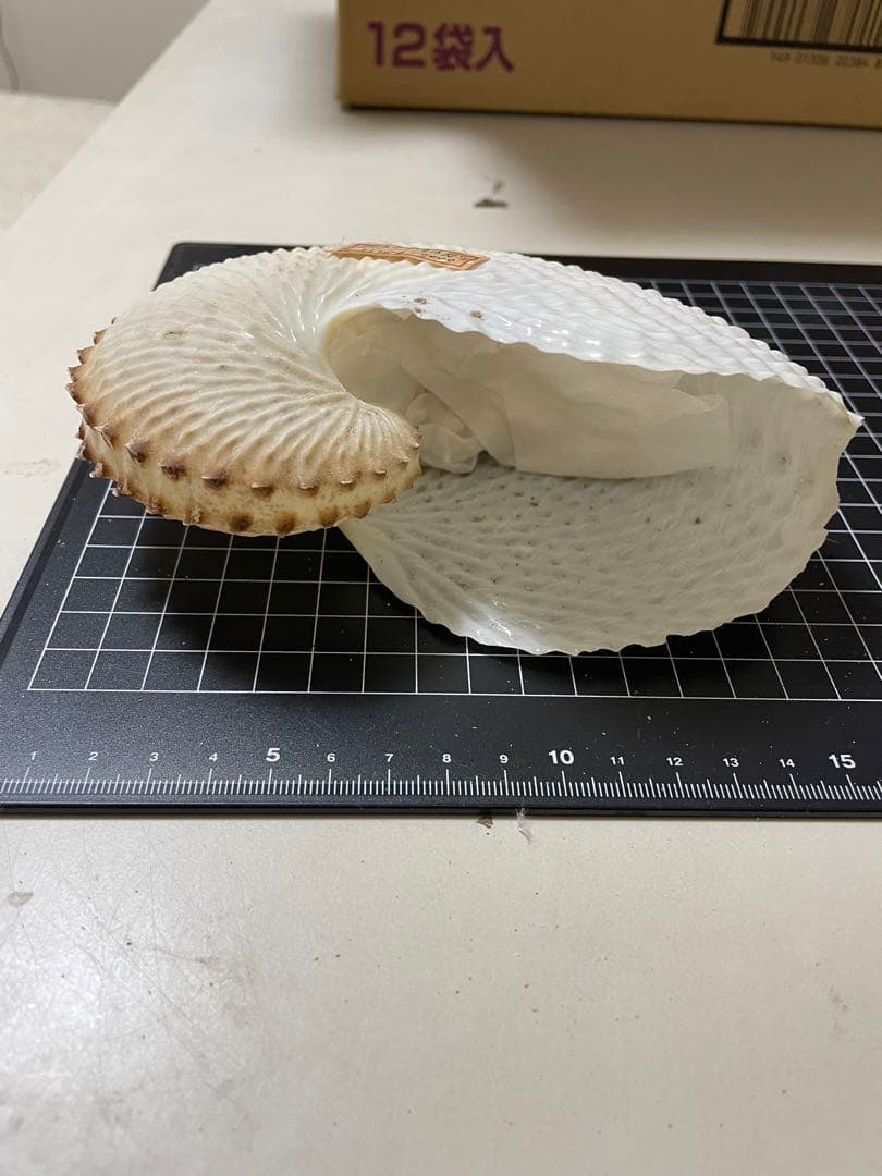 貝殻　標本　チリメンアオイガイ