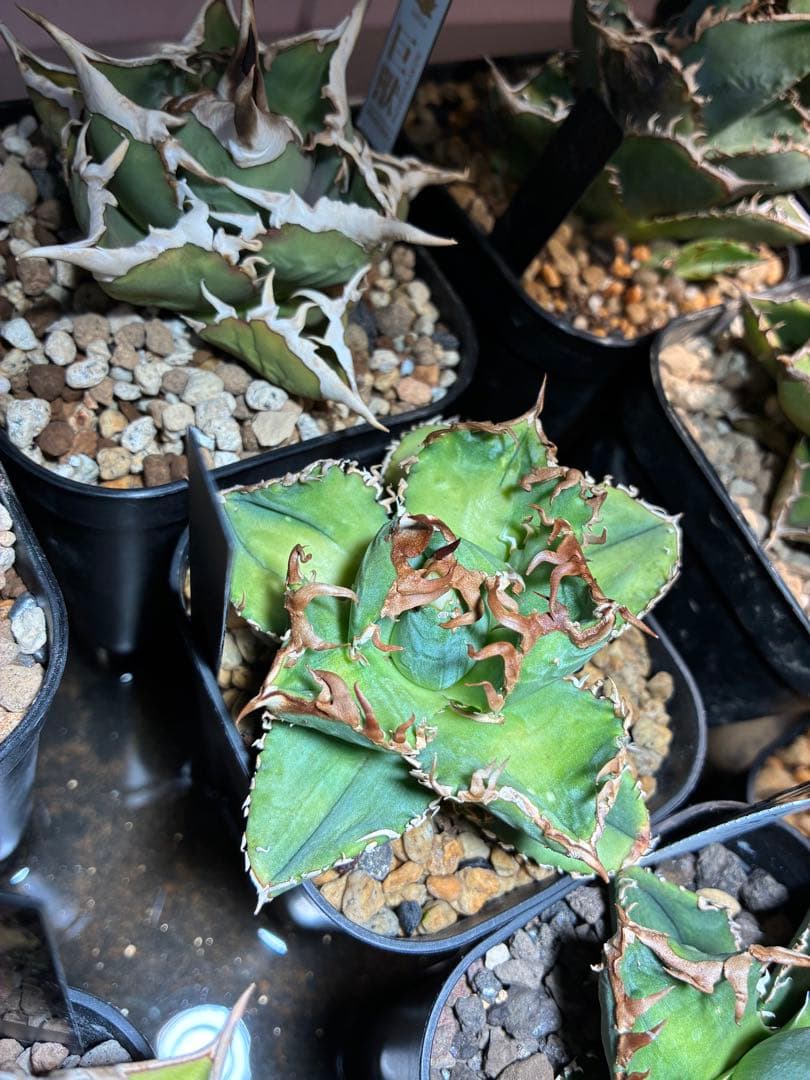 f m産専用ページ