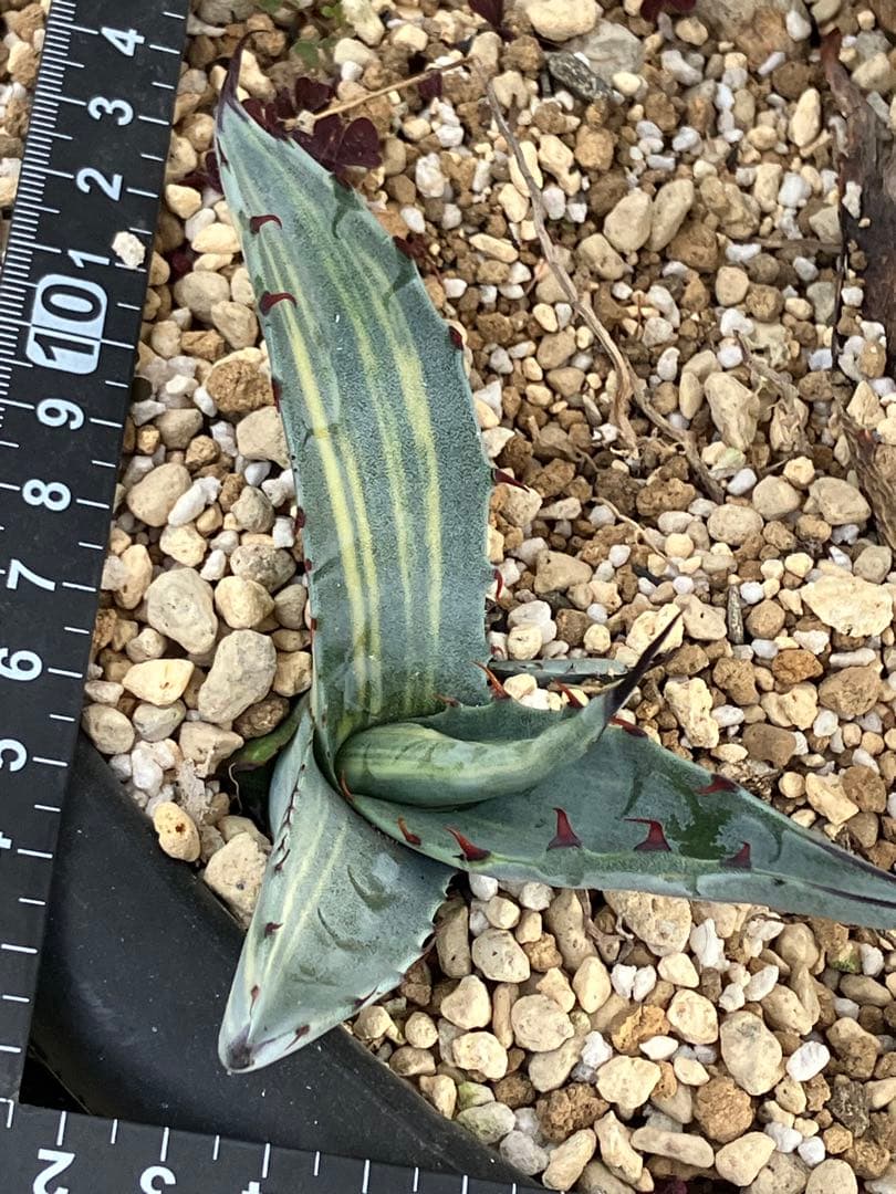 アガベ　スカブラ縞斑　赤丸販売 親株非売　ラスト2枚兄弟です非売