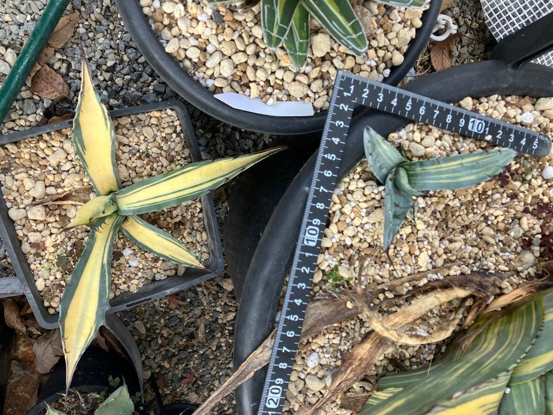 アガベ　スカブラ縞斑　赤丸販売 親株非売　ラスト2枚兄弟です非売