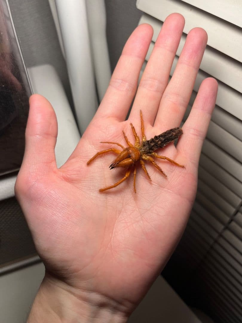 【発色良好】ブラッドレッドヒヨケムシ Dinorhaxウデムシ 奇蟲標本