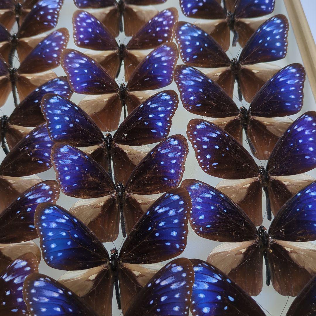 ツマムラサキマダラ54頭