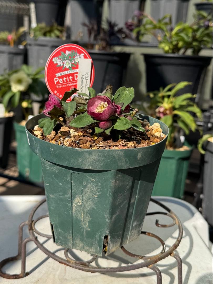 クリスマスローズ　ベビードール