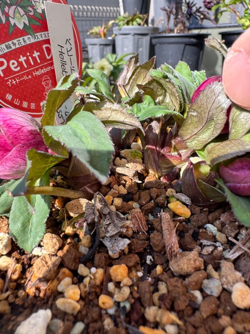 クリスマスローズ　ベビードール