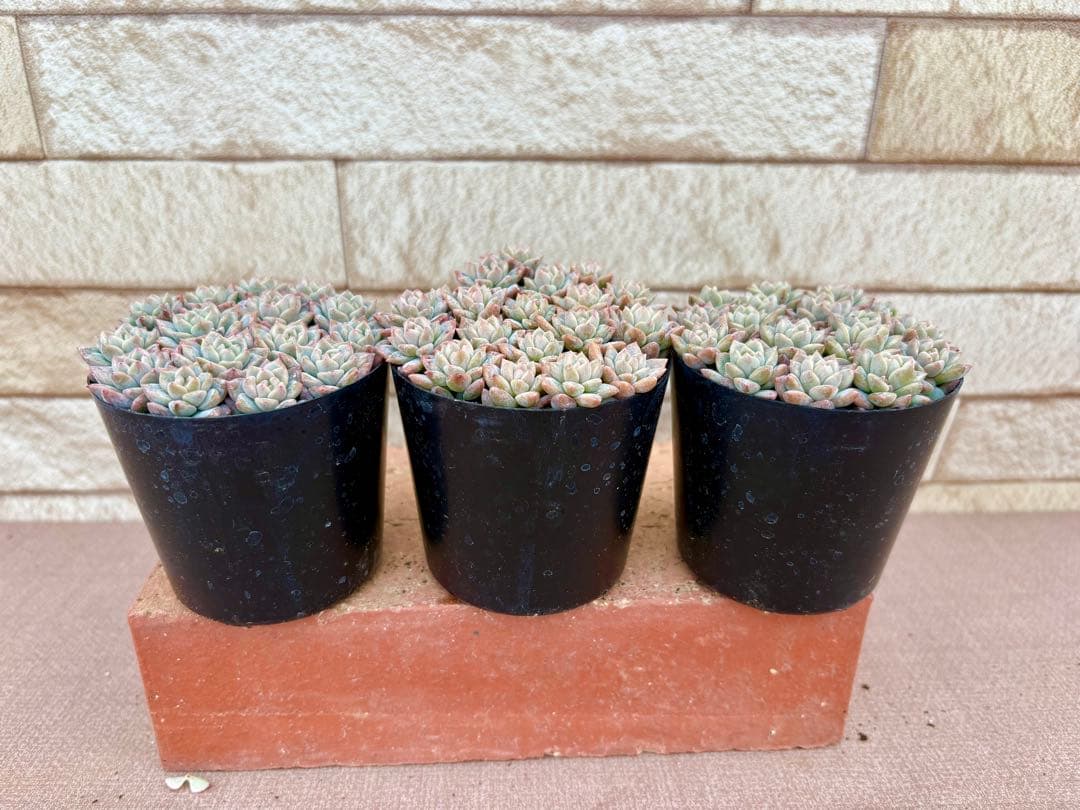 お客商品・多肉植物お好みセット