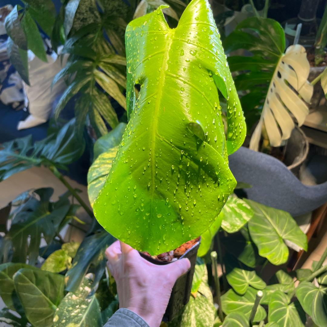 モンステライエロームーン 4号